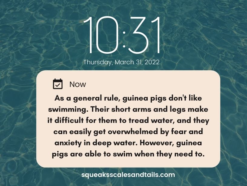 a tip about taking guinea pigs swimming in a chlorine pool