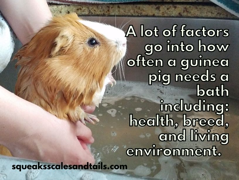 a helpful tip about guinea pigs and swimming