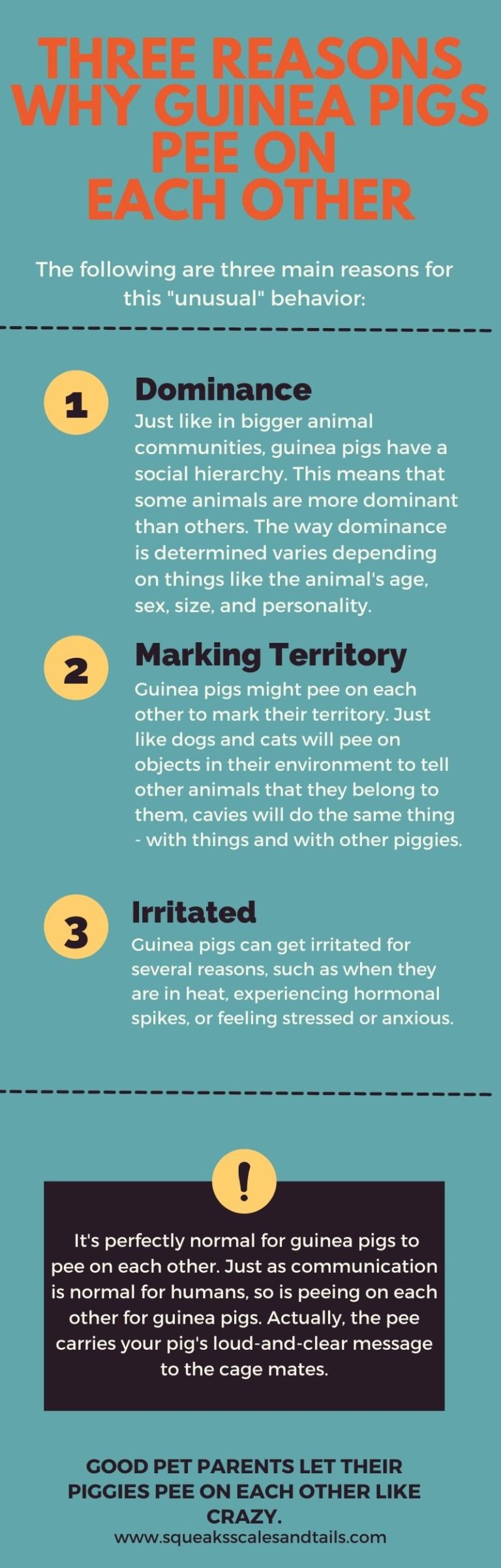 3 Simple Reasons Why Guinea Pigs Pee On Each Other - Squeaks Scales & Tails