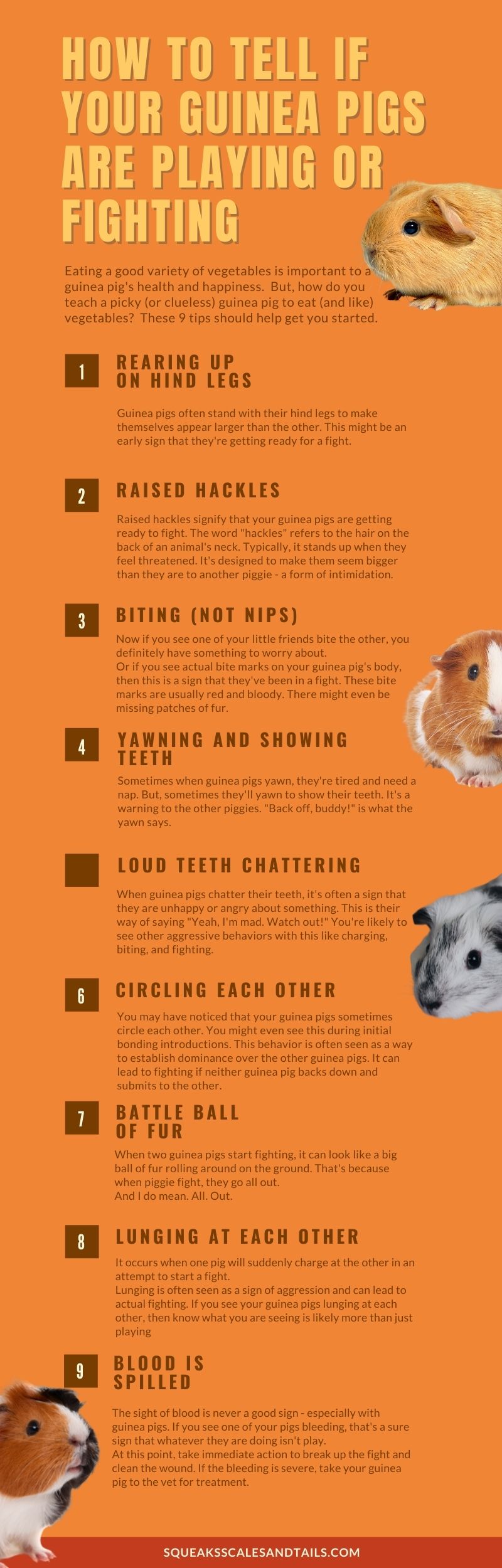 an infographic that explains how to tell if guinea pigs are playing or fighting