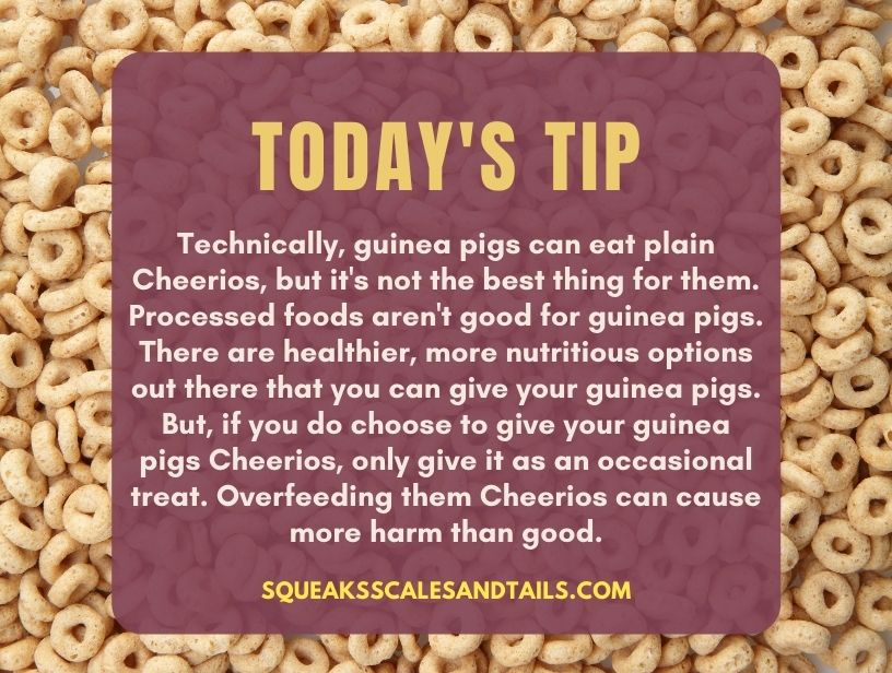 a tip that explains that guinea pigs can eat cheerios as a treat but it is better to give them something else