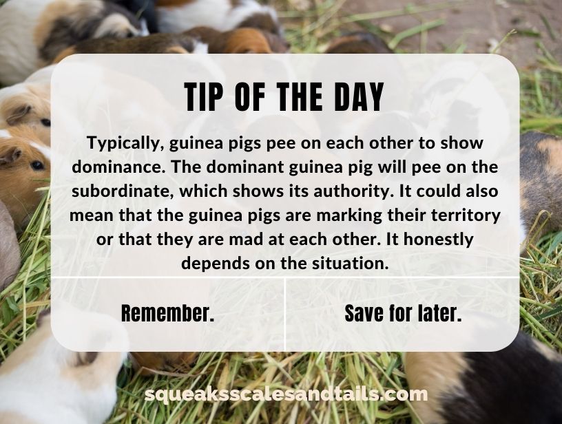 a tip about why guinea pigs pee on each other