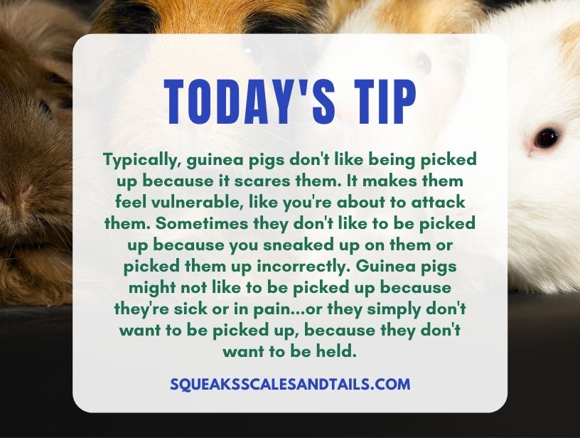 a tip about guinea pig not liking to be picked up