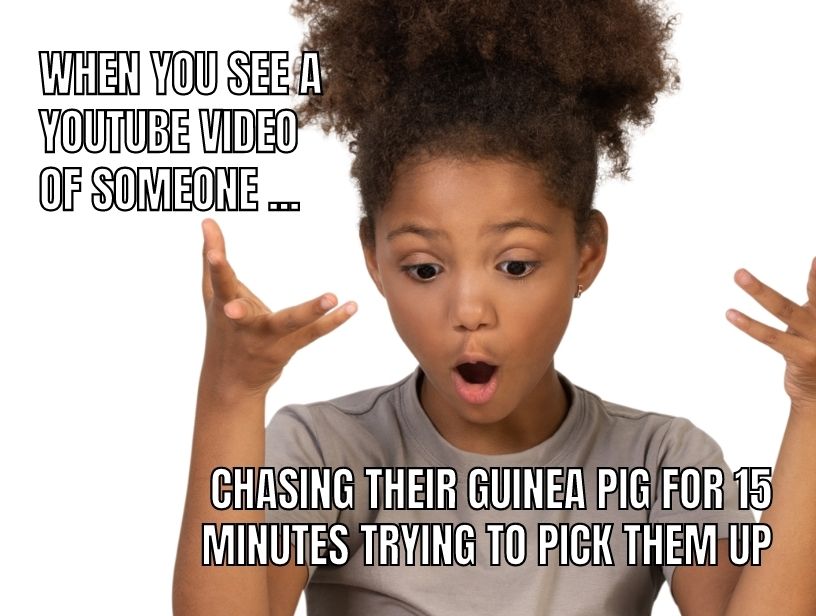 a funny meme that shows that you should chase your guinea pig to pick them up because they don't like it