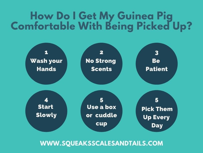 ways to get guinea pigs to like being picked up