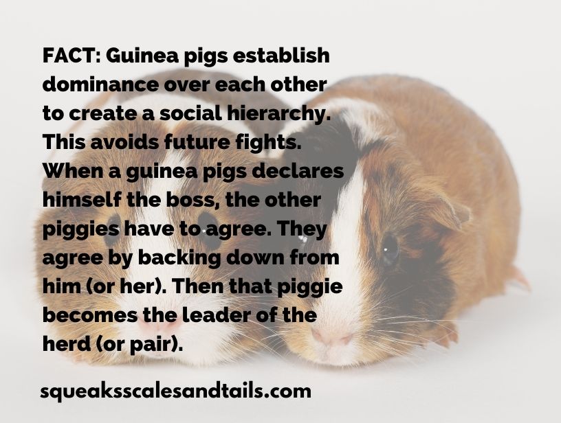 a tip that talks about guinea pigs playing or fighting