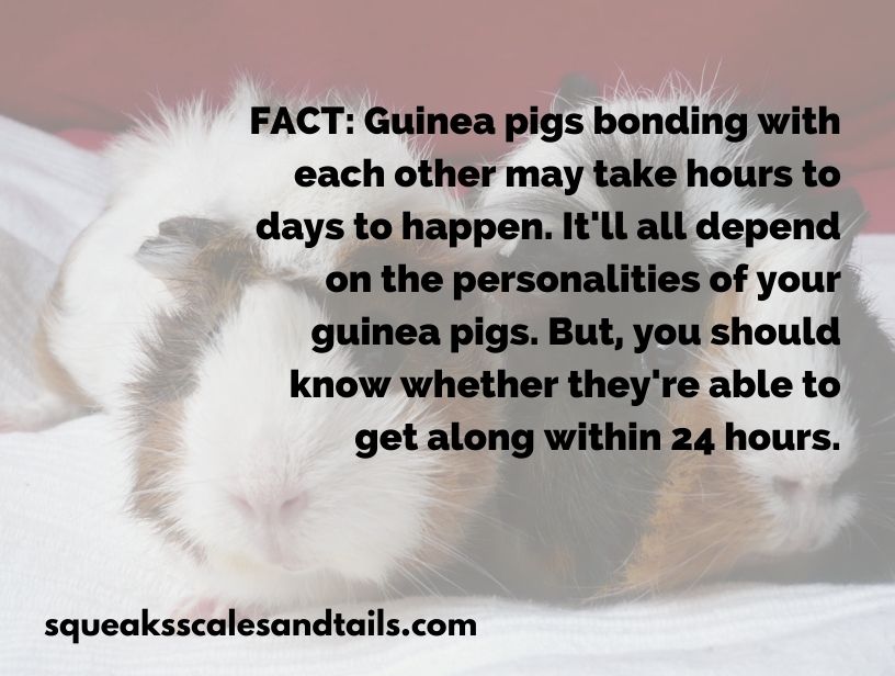 a fact about guinea pigs bonding and how to know if they're playing or fighting
