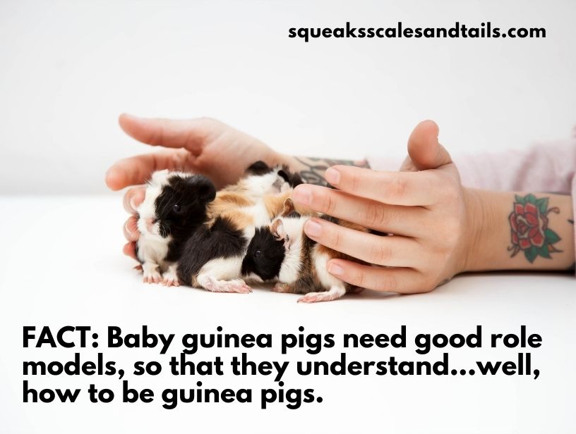 a tip about baby guinea pig