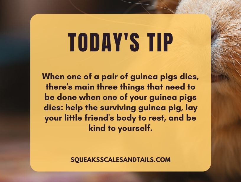 a tip about what to do when a one of a pair of guinea pigs dies
