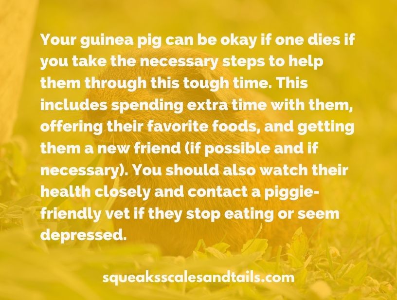 a tip about what to do when a one of a pair of guinea pigs dies