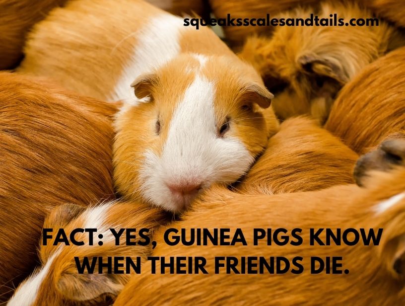 a tip what to do when a one of a pair of guinea pigs dies
