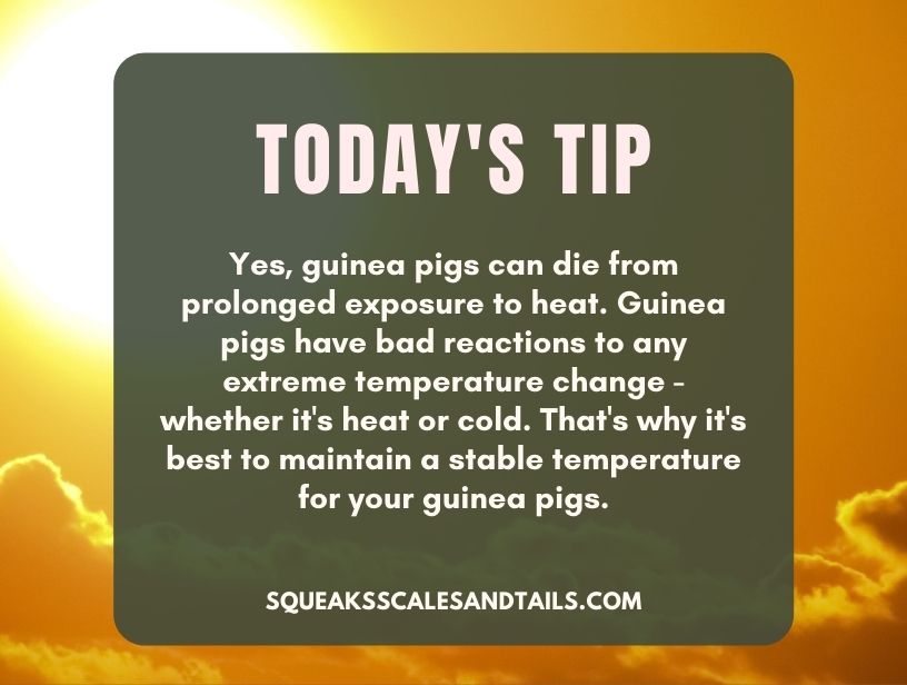 a tip about whether guinea pigs can die from heat