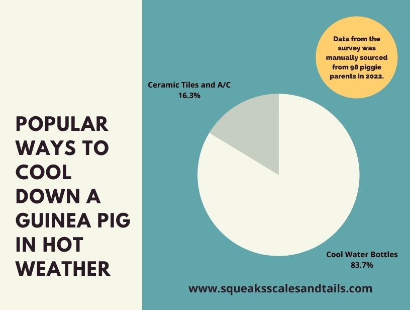 popular ways to make sure guinea pigs do not die from heat