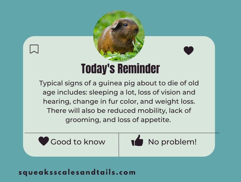 a tip about signs that a guinea pig is dying of old age