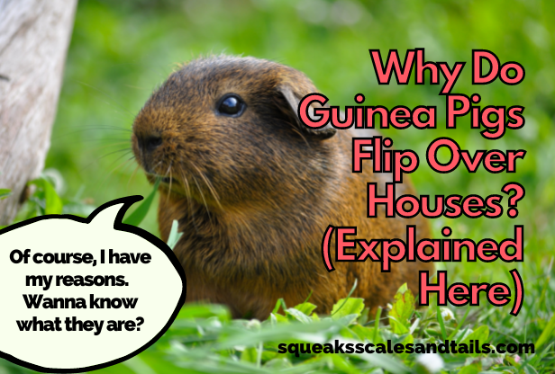 Why Do Guinea Pigs Flip Over Their Houses? (Explained Here)