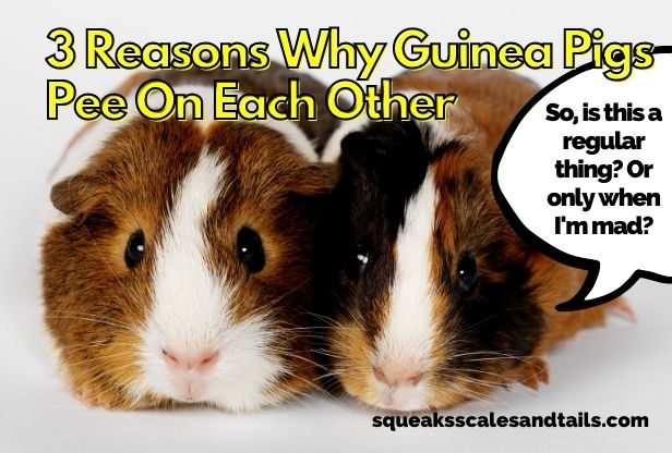 two guinea pigs wondering why they pee on each other