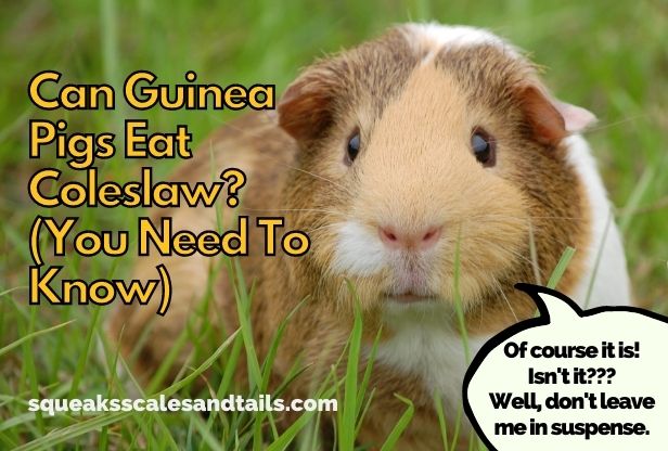 Can Guinea Pigs Eat Coleslaw? (You Need To Know)