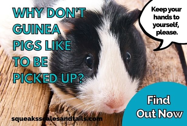 a guinea pig saying that he doesn't like being picked up