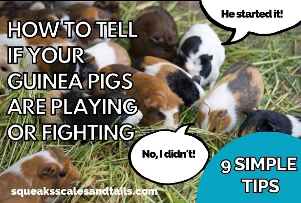 guinea pigs joking about whether they were playing or fighting