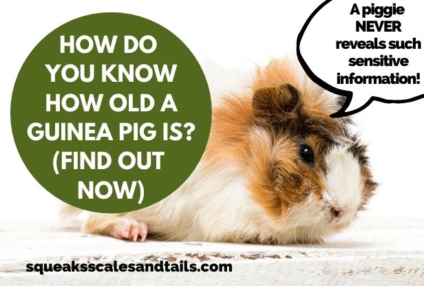a guinea pig saying that he won't tell how old he is