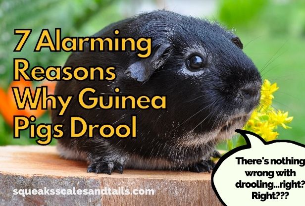 a guinea pig wondering why he drools