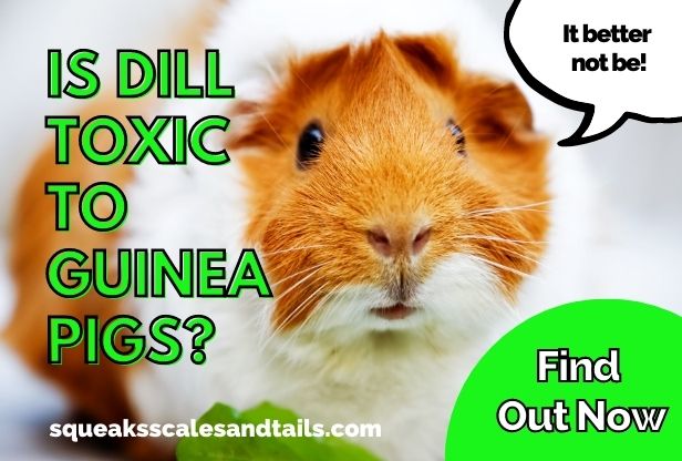 Is Dill Toxic To Guinea Pigs? (Find Out Now)