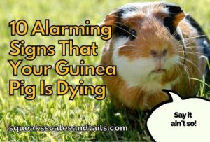 10 Alarming Signs That Your Guinea Pig Is Dying - Squeaks Scales & Tails