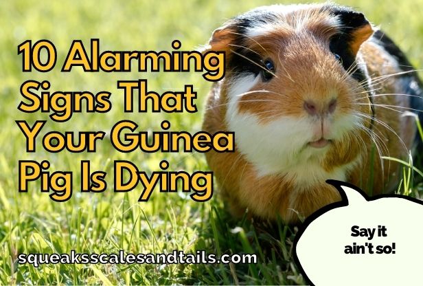 a guinea pig wondering about signs that he's dying