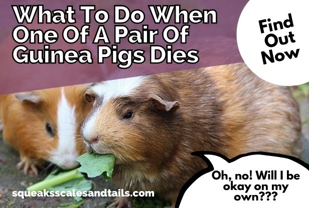 a guinea pig wondering what to do when one of his pair dies