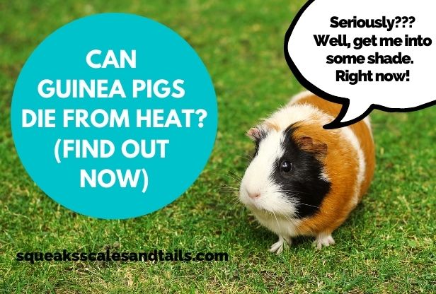 a guinea pig wondering if he can die from heat