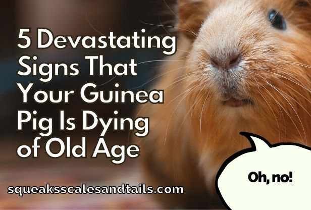 a guinea pig wondering if he is dying of old age