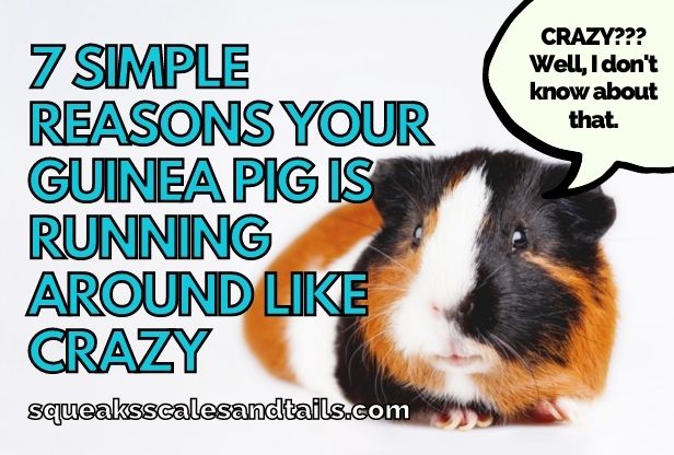 a guinea pig wondering why he is running around like crazy