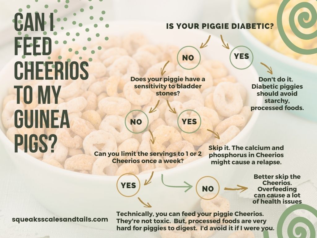 a decision tree to help people figure out if they should feed their guinea pig cheerios