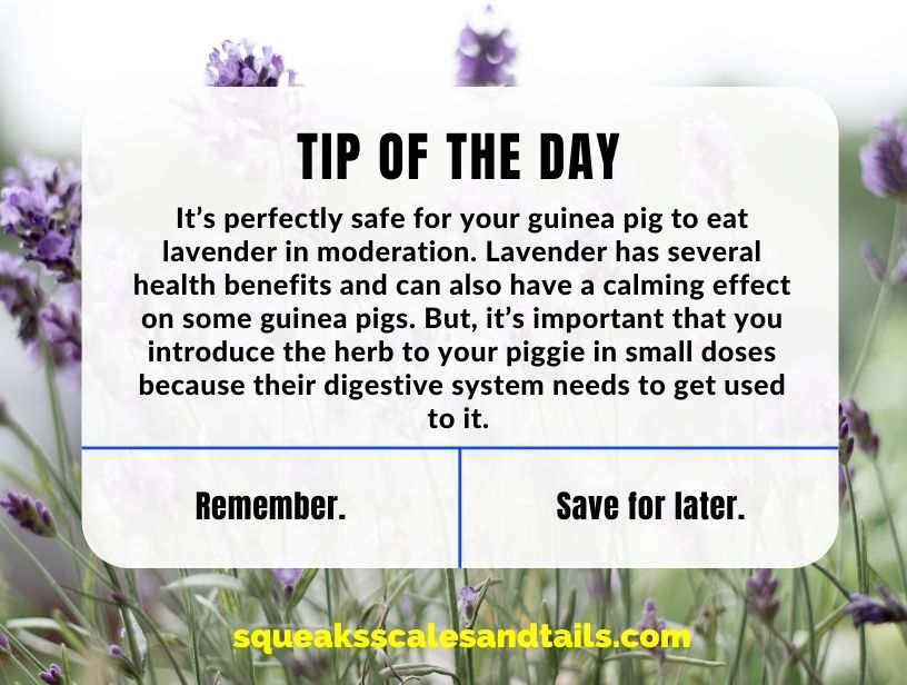 a tip about whether guinea pigs can eat lavender