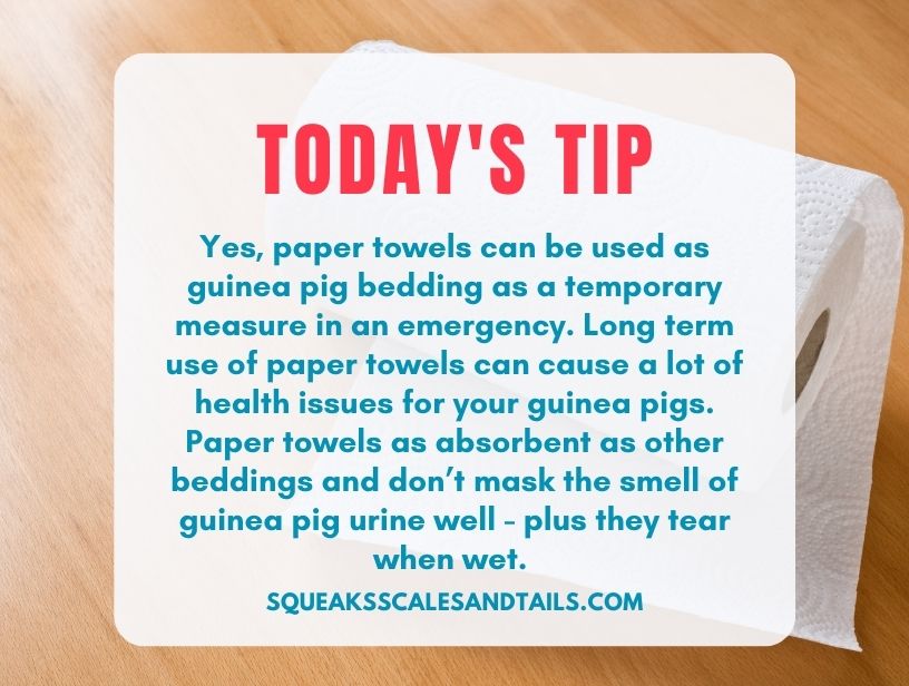 a tip about using paper towels as guinea pig bedding