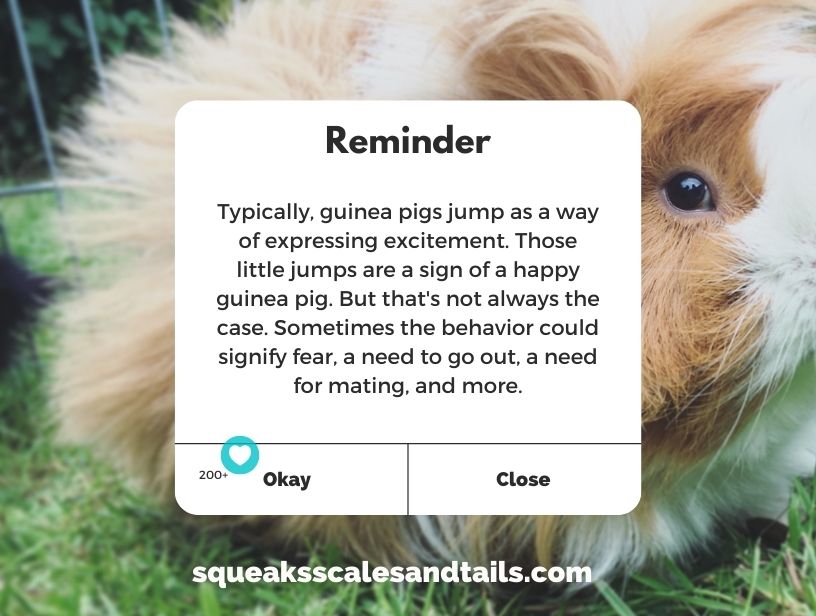 Why Do Guinea Pigs Jump And Twitch Why Do Guinea Pigs Jump? (Explained Now) - Squeaks Scales & Tails