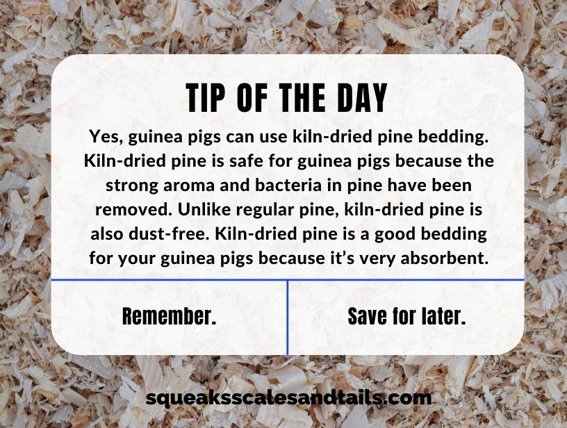 a tip about guinea pigs using kiln dried pine bedding