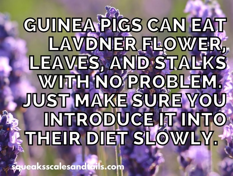 a tip about guinea pigs eating lavender