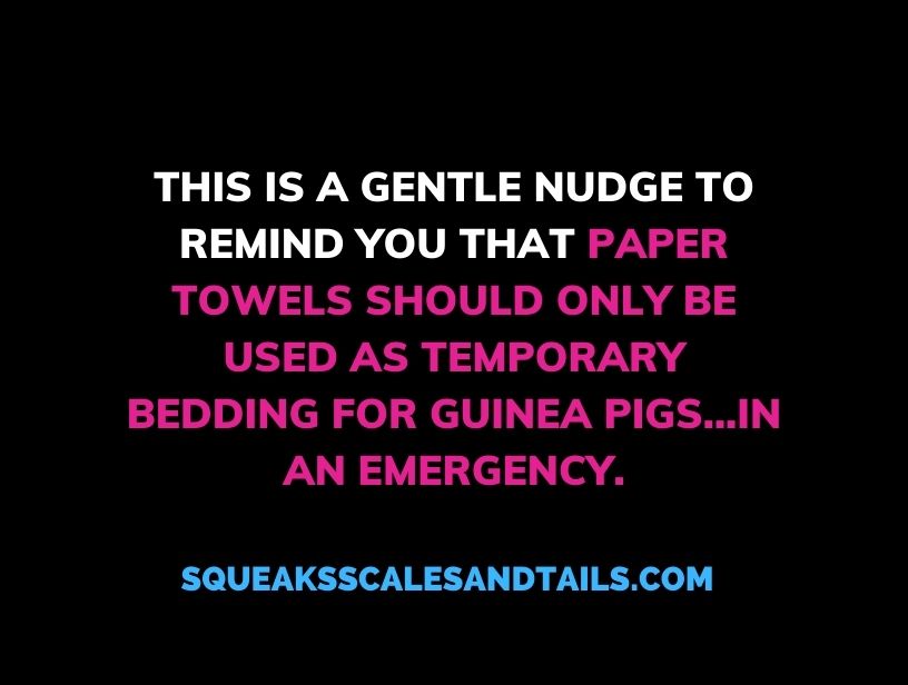 a funny quote about can paper towels be used as guinea pig bedding