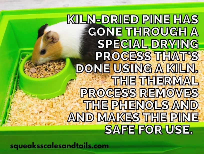 a tip about guinea pigs using kiln dried pine bedding