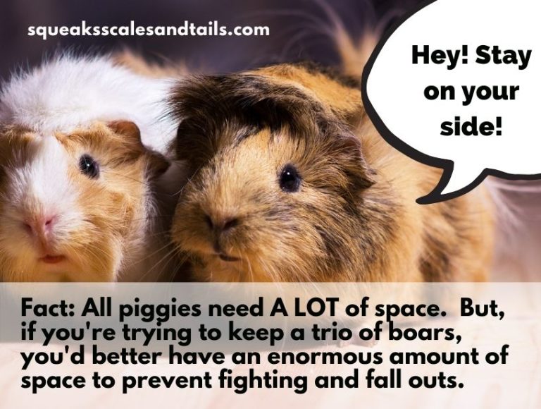 can-three-male-guinea-pigs-live-together-find-out-now-squeaks