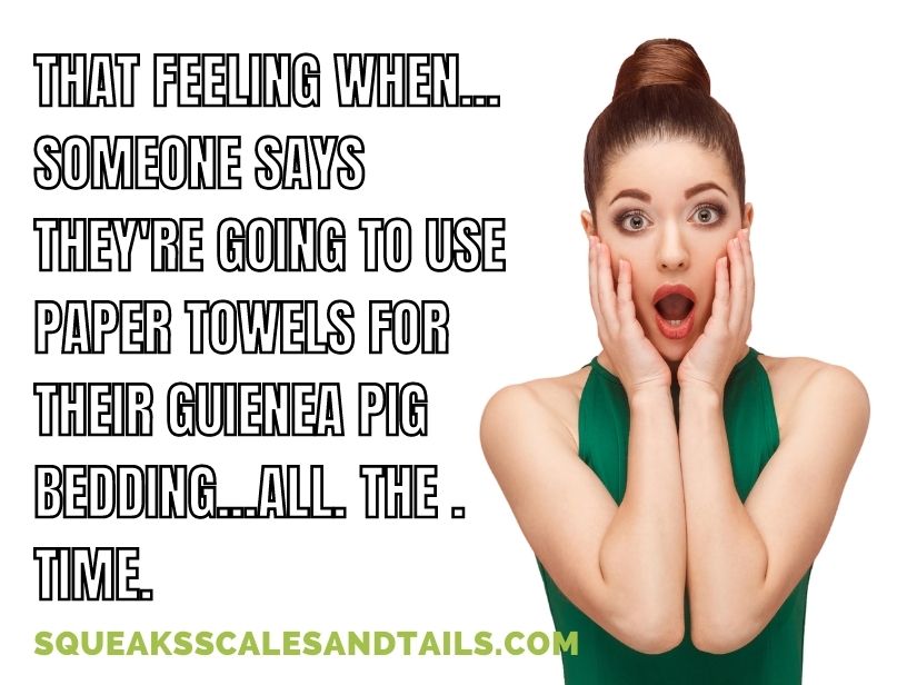 a funny meme about can paper towels be used as guinea pig bedding