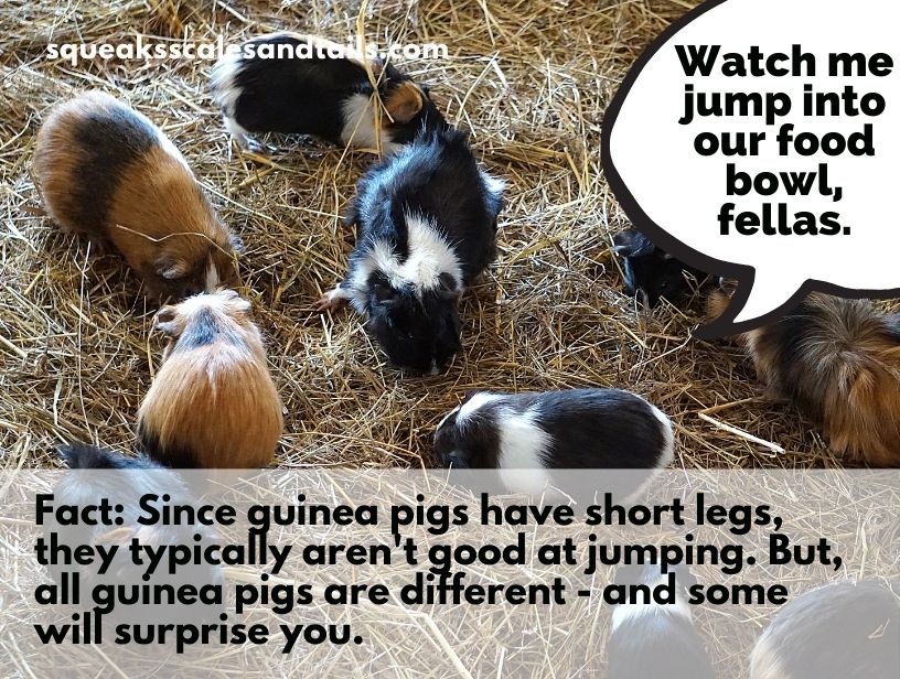 Why Do Guinea Pigs Jump And Twitch Why Do Guinea Pigs Jump? (Explained Now) - Squeaks Scales & Tails
