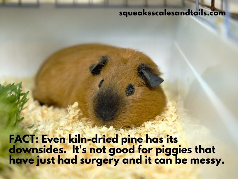 a tip about guinea pigs using kiln dried pine bedding