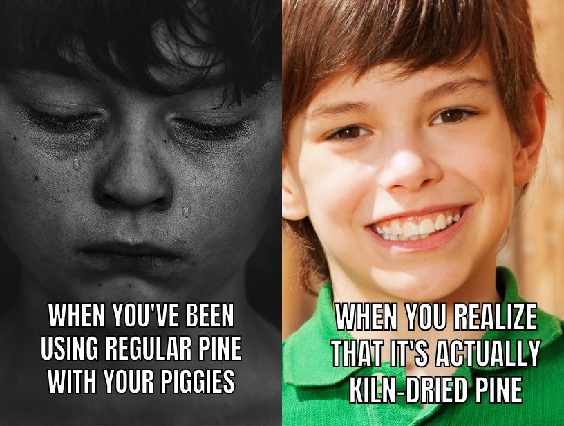 a funny meme about guinea pigs using kiln dried bedding