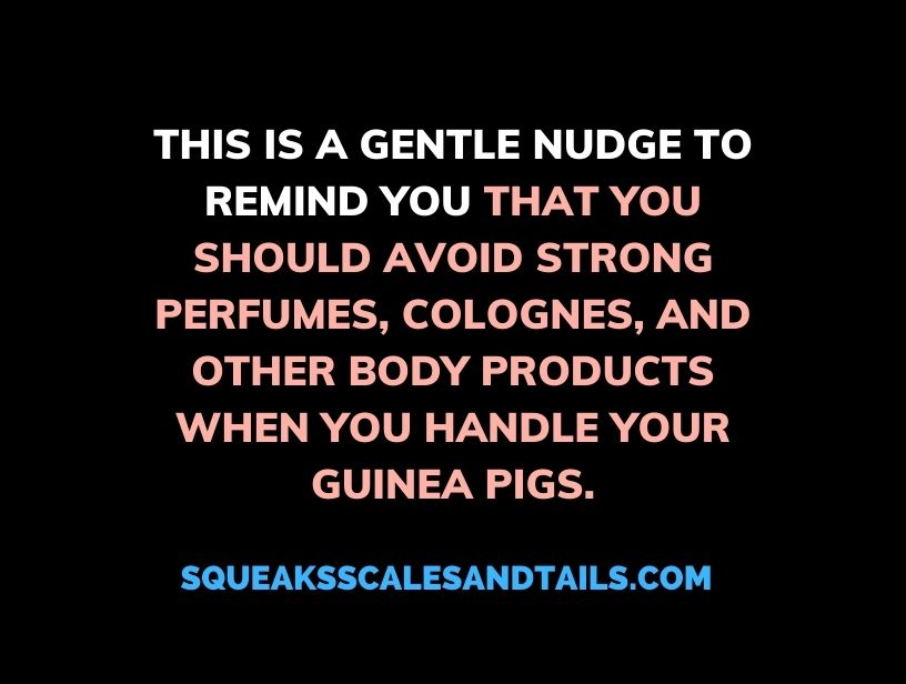 10 Terrible Smells That Guinea Pigs Hate (Explained Here) Squeaks