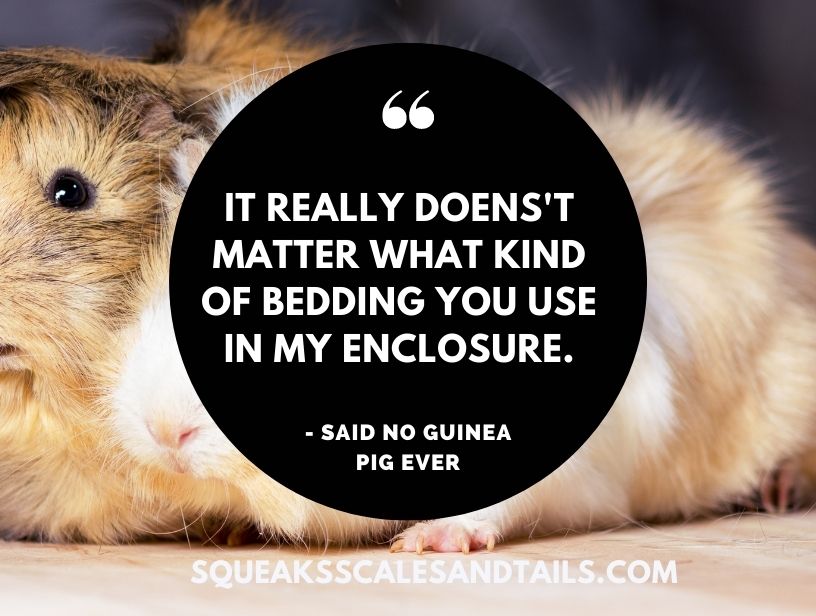 a sarcastic guinea pig talking about what sort of bedding should be used in a guinea pig enclosure