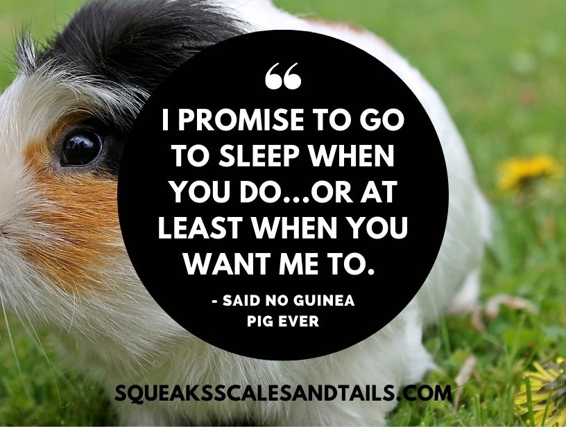 a sarcastic guinea pig talking about not being quiet at night