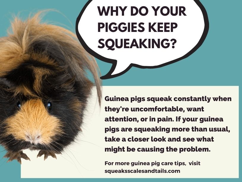 a guinea pig answering a question about why they're not calm and quiet at night