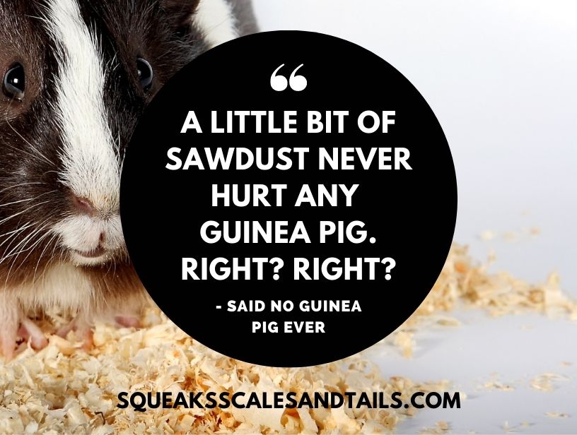 a sarcastic guinea pig comment about using sawdust as guinea pig bedding